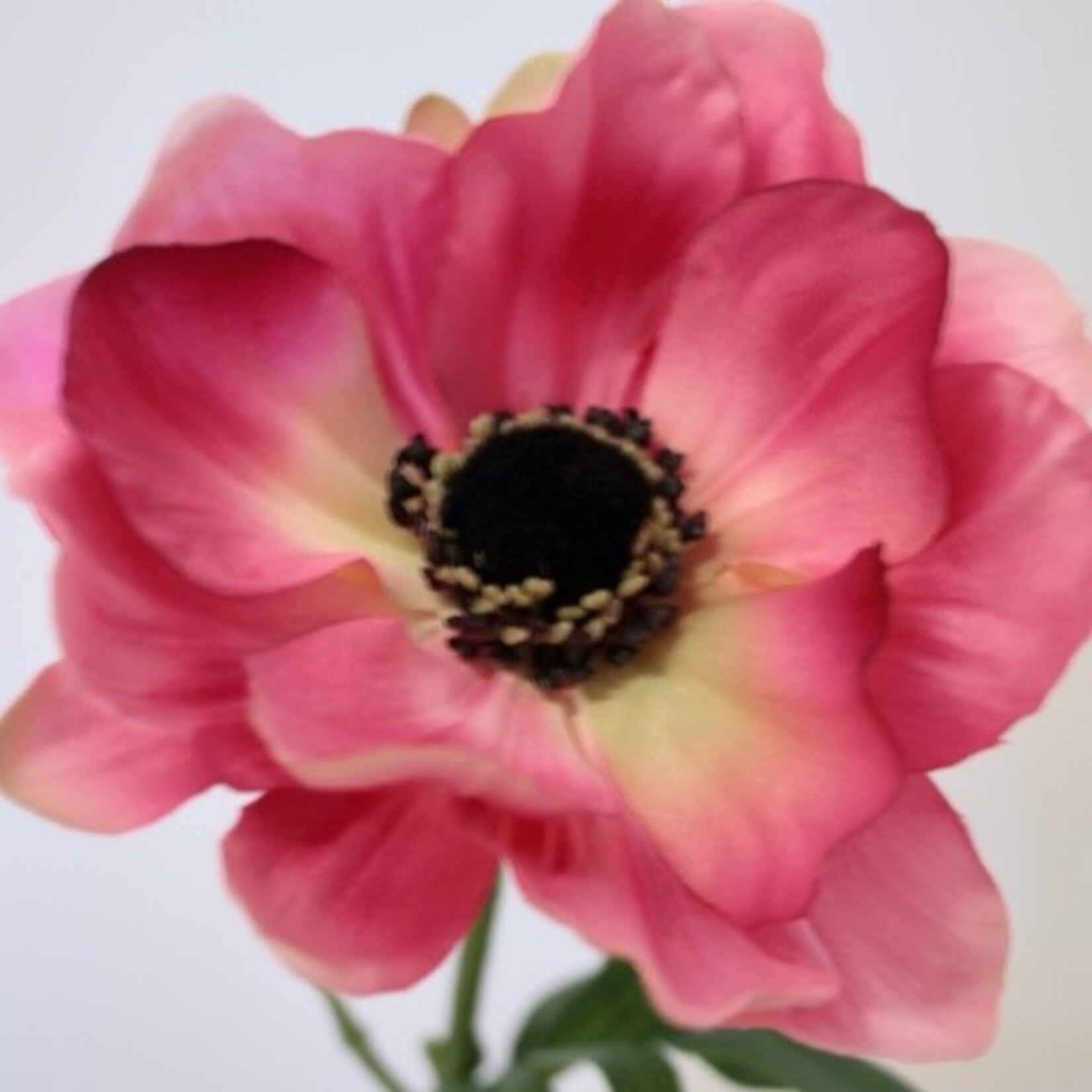 ANEMONE SYLPHIDE | PINK | 42 CM