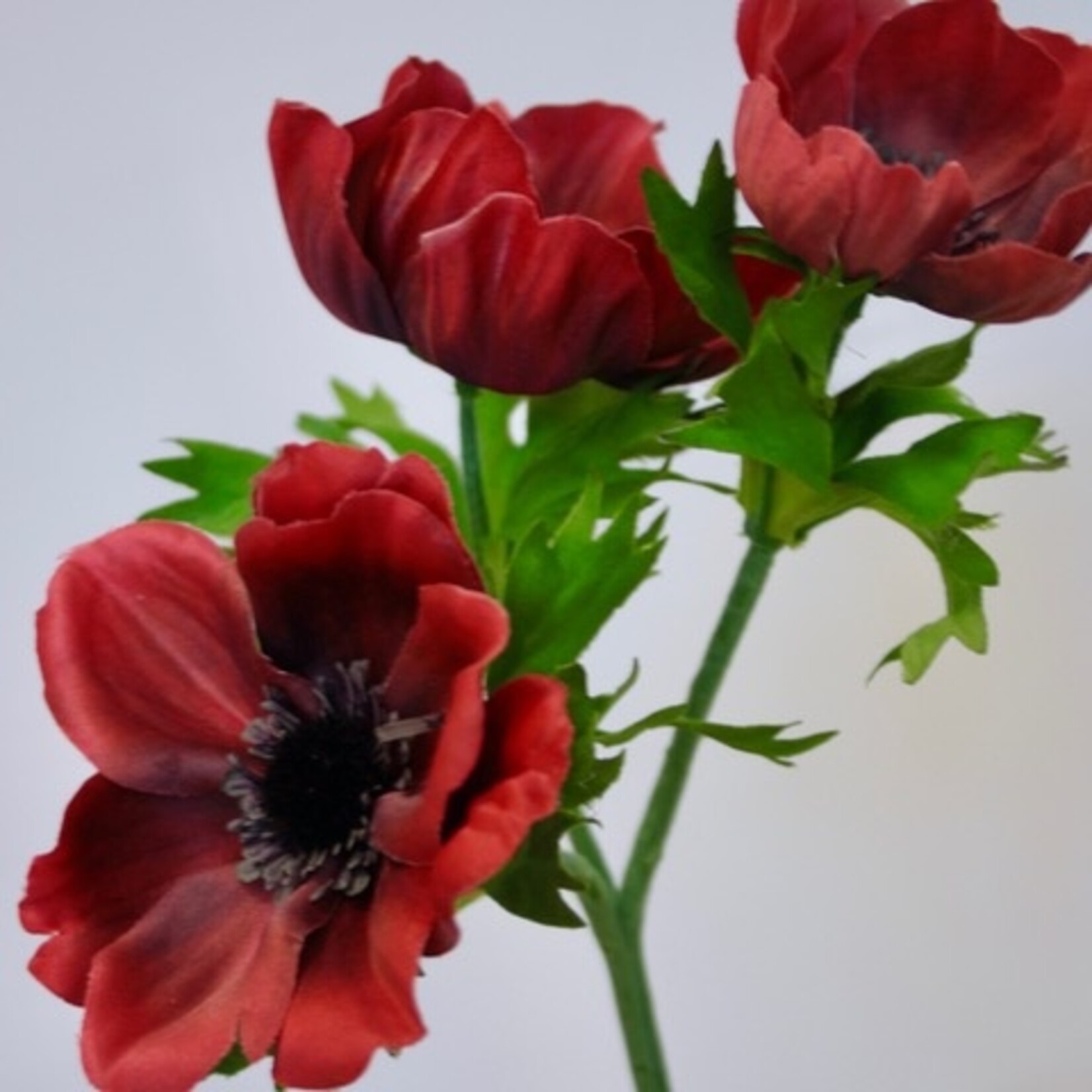 ANEMONE FULL STAR | RED | 46 CM