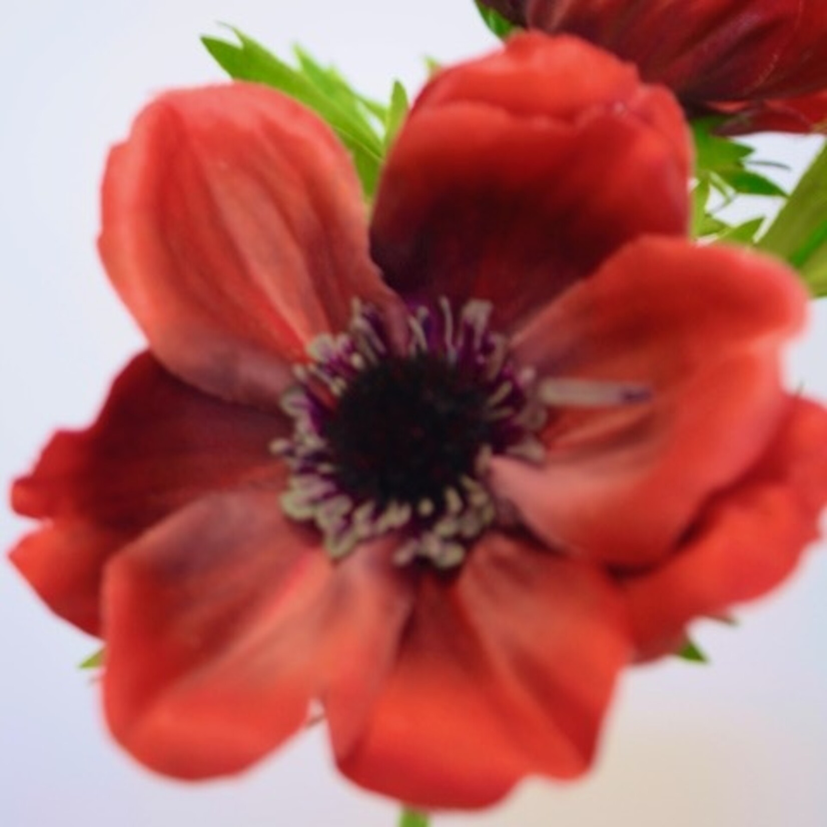 ANEMONE FULL STAR | RED | 46 CM