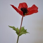 ANEMONE | RED | 54 CM