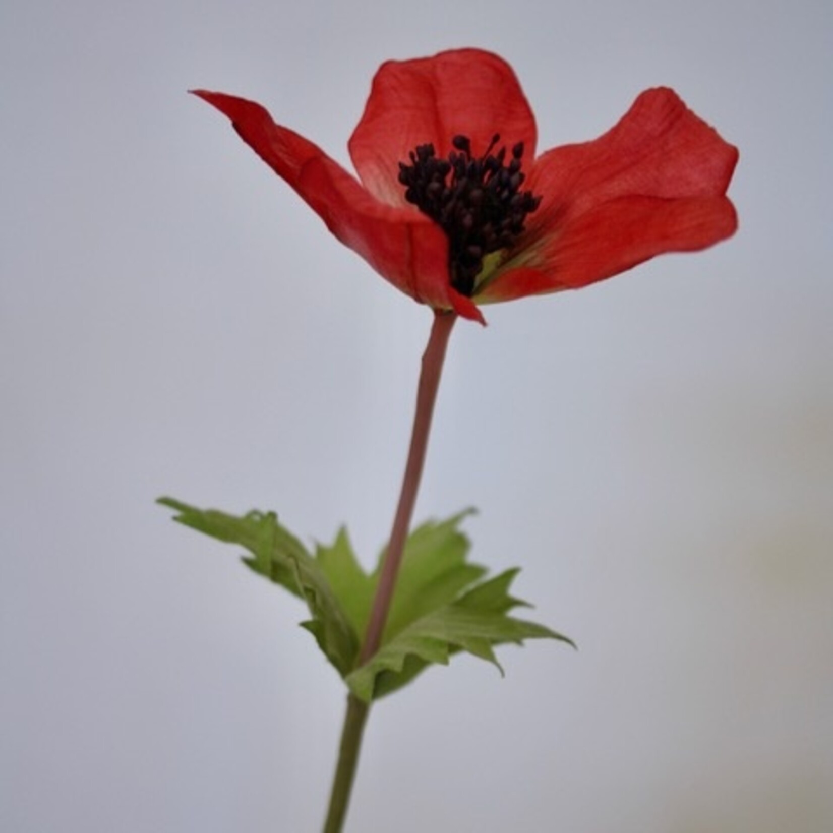 ANEMONE HOLLANDIA | RED | 54 CM
