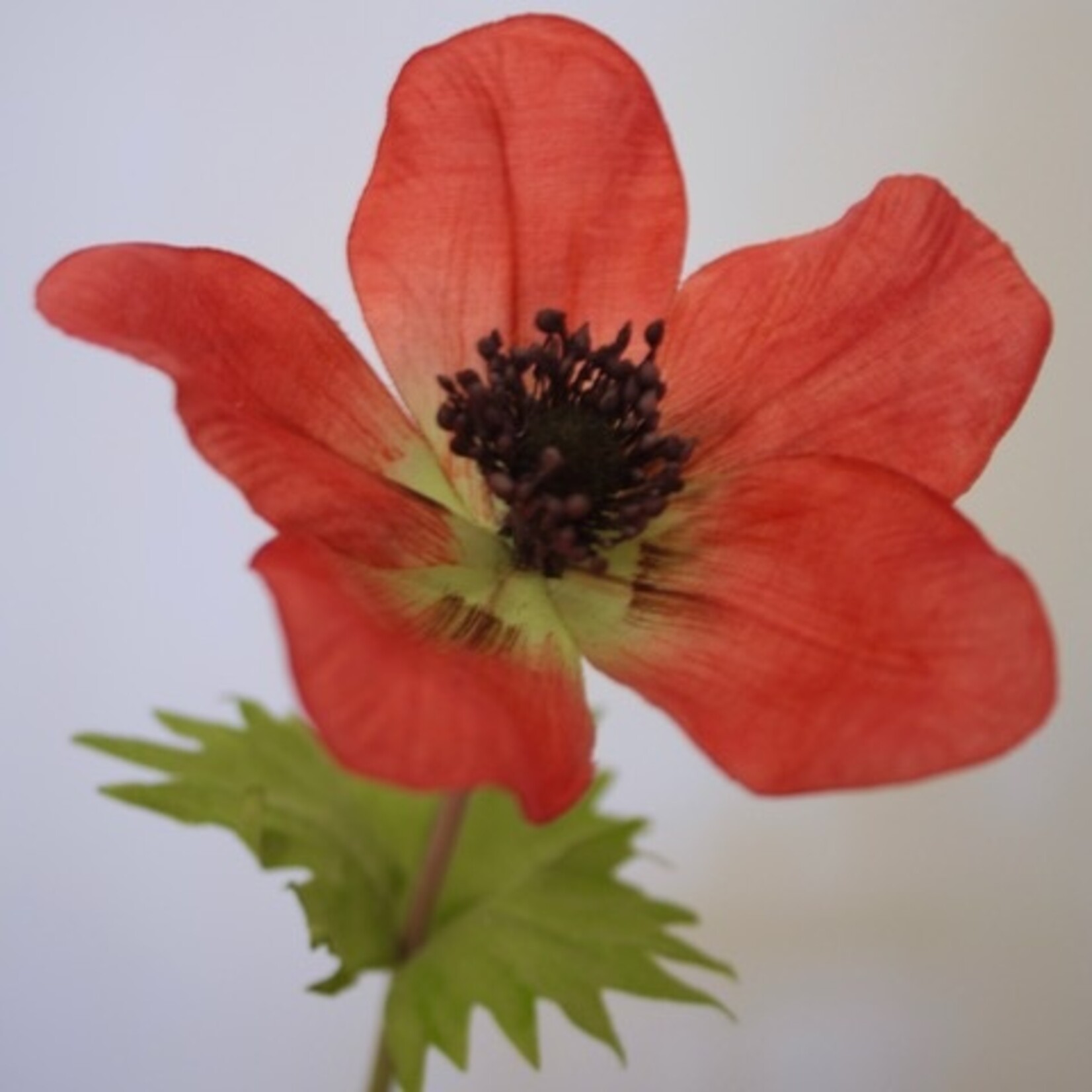 ANEMONE HOLLANDIA | RED | 54 CM