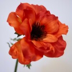 ANEMOON | ORANJE | 35 CM