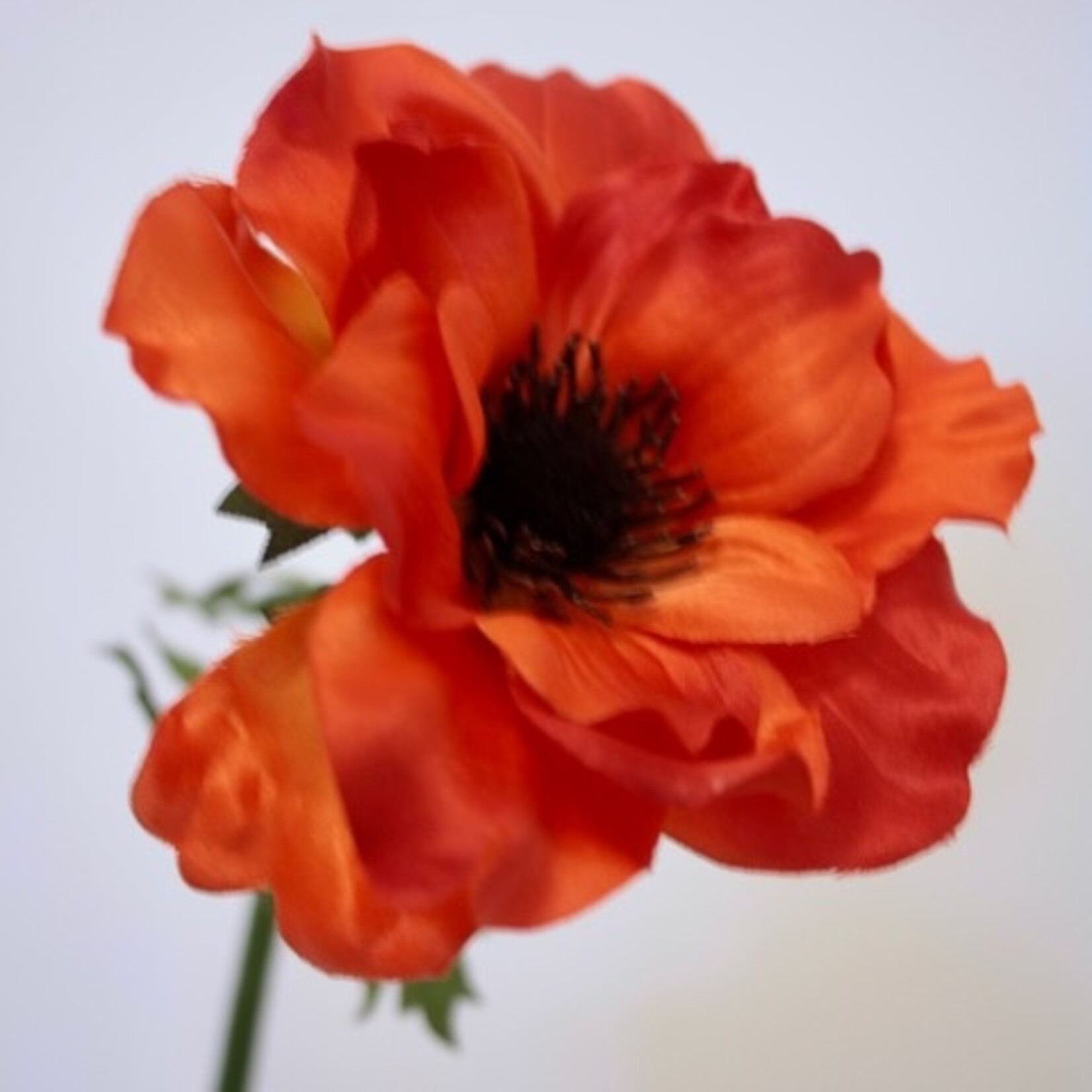 ANEMOON PRACHT | ORANJE | 35 CM
