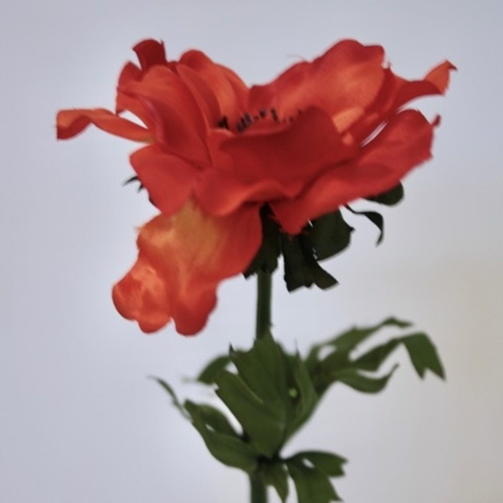 ANEMOON PRACHT | ORANJE | 35 CM