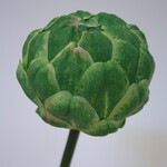 ARTISJOK | GROEN | 51 CM