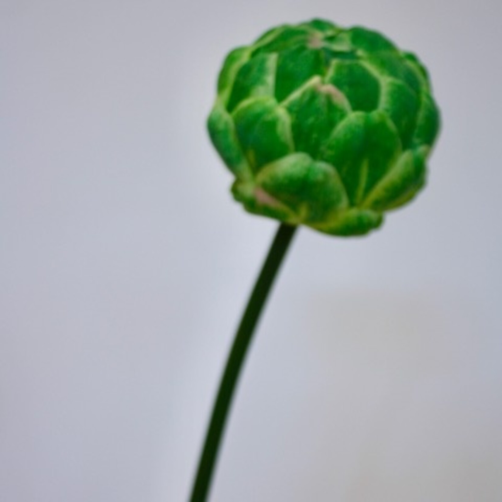 ARTISJOK | GROEN | 51 CM