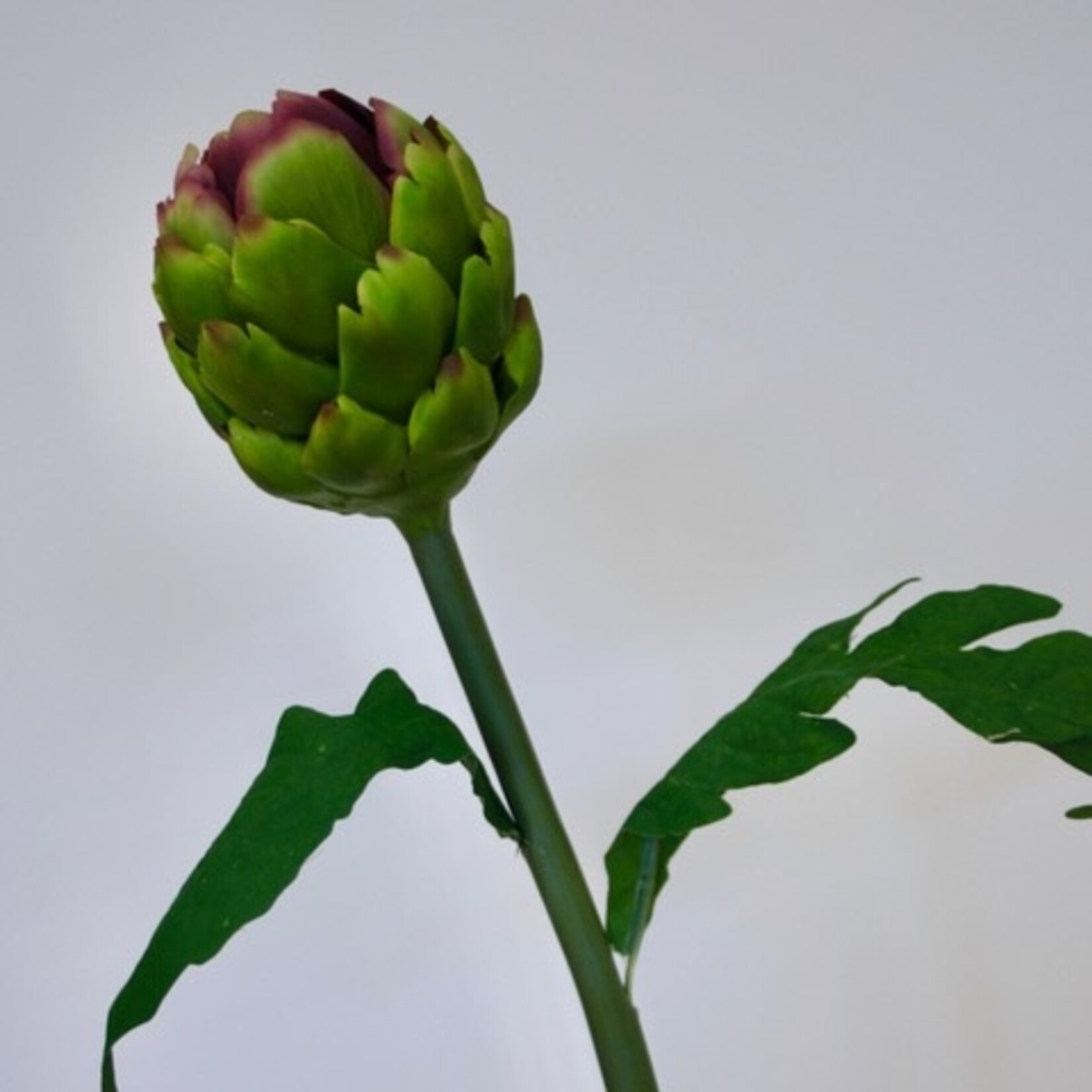 ARTICHOKE | PURPLE | 60 CM