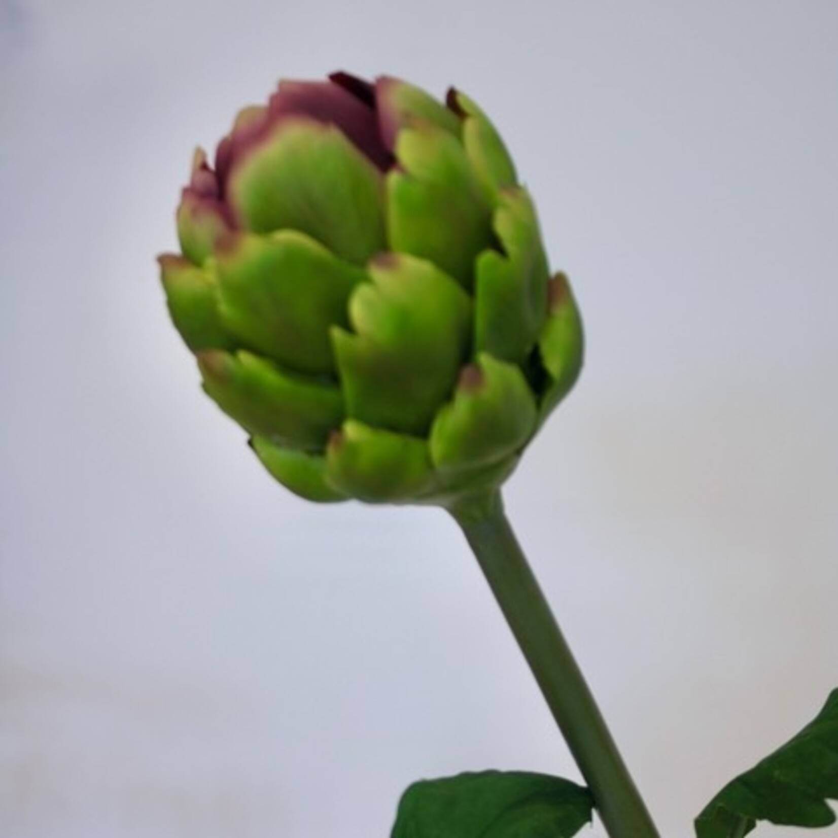 ARTICHOKE | PURPLE | 60 CM