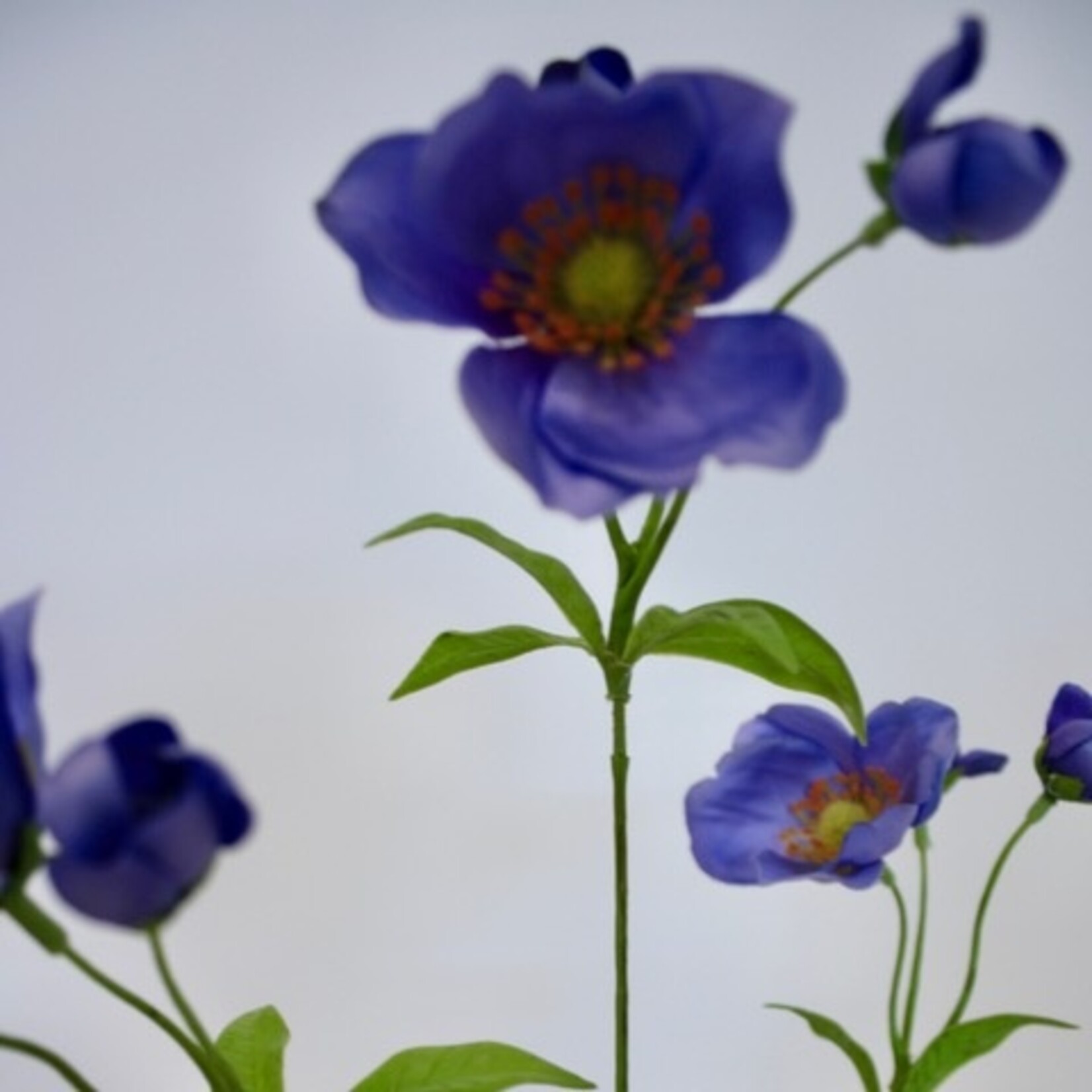 ANEMONE XL | BLUE | 110 CM