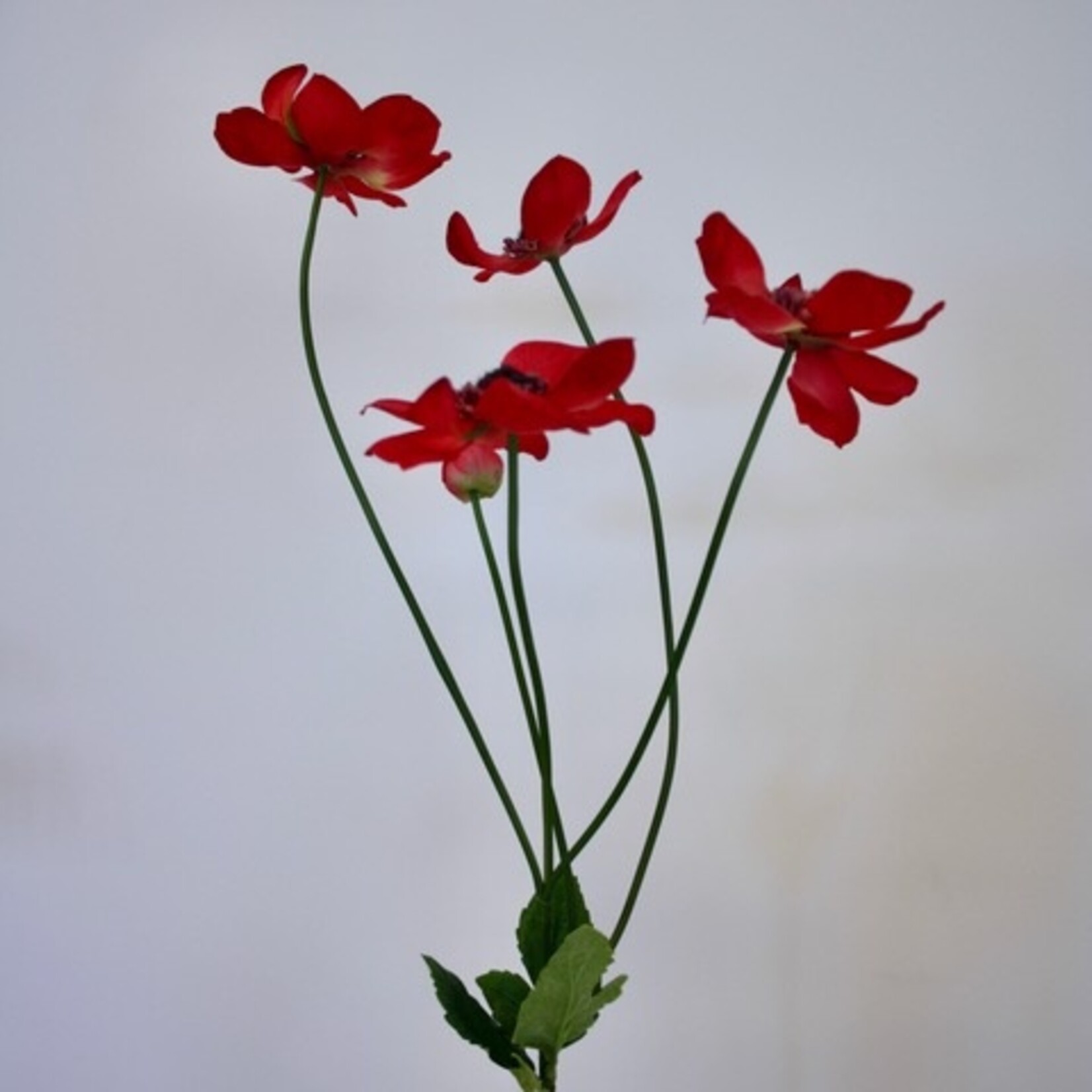 ANEMONE CORONARIA | RED| 73 CM