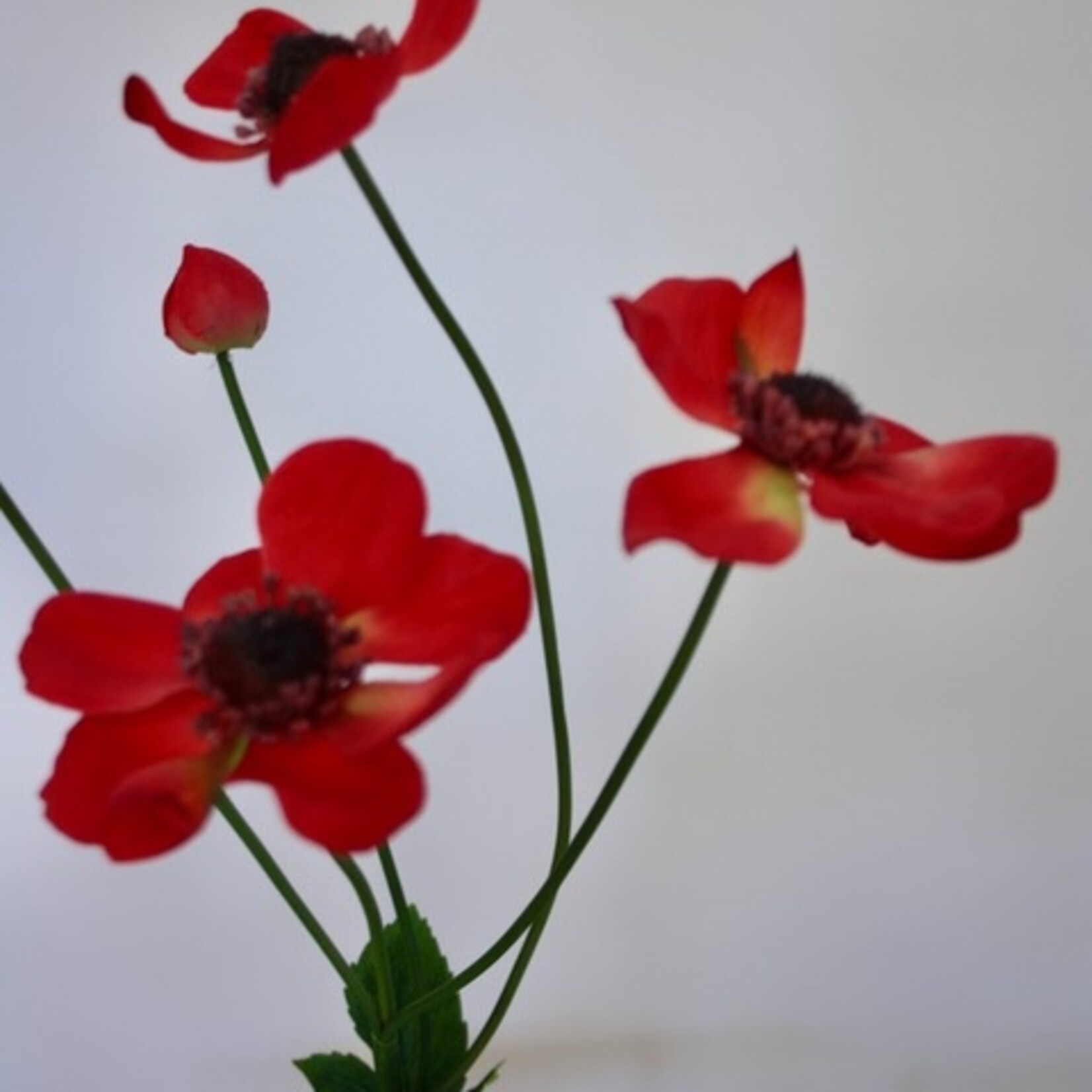 ANEMONE CORONARIA | RED| 73 CM