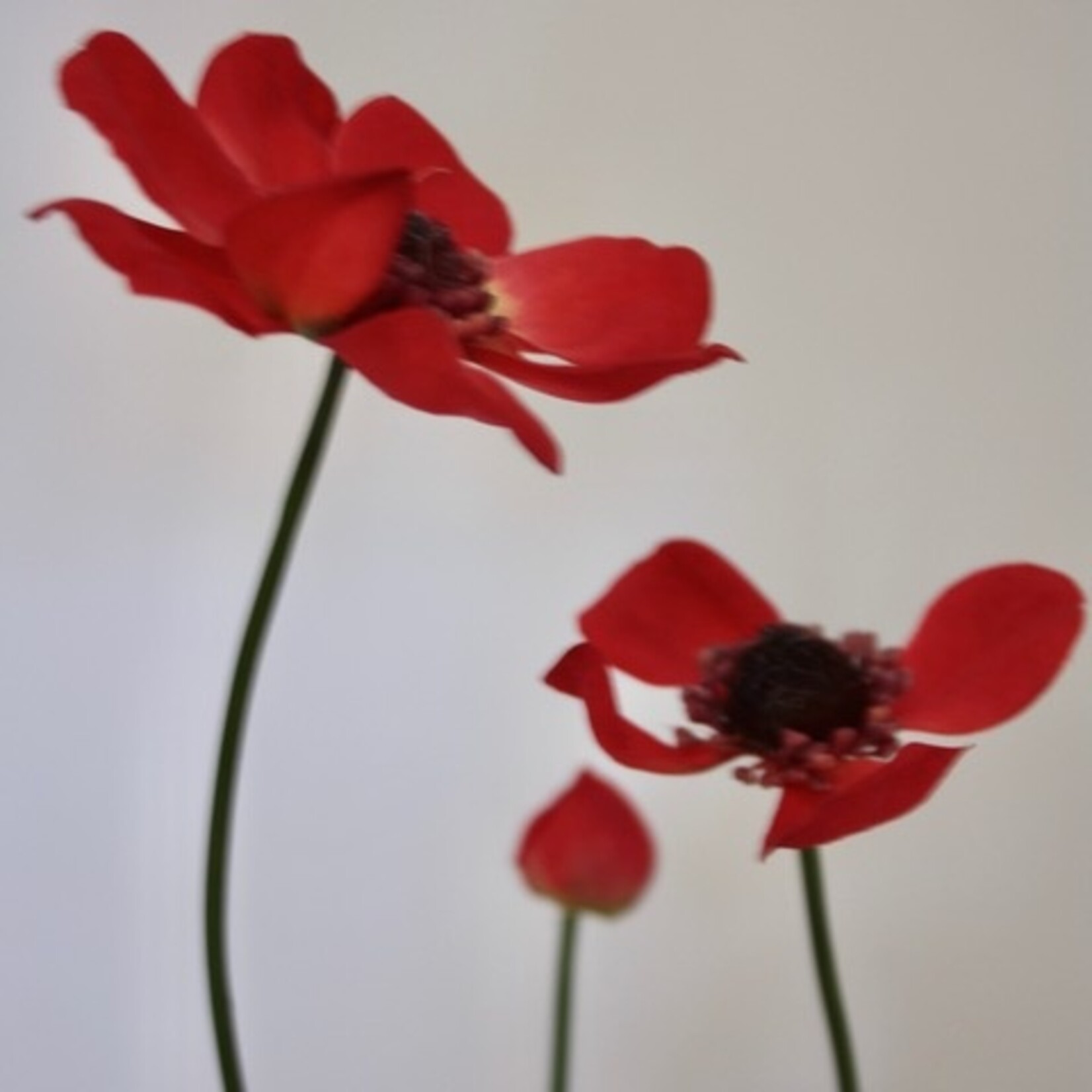 ANEMONE CORONARIA | RED| 73 CM