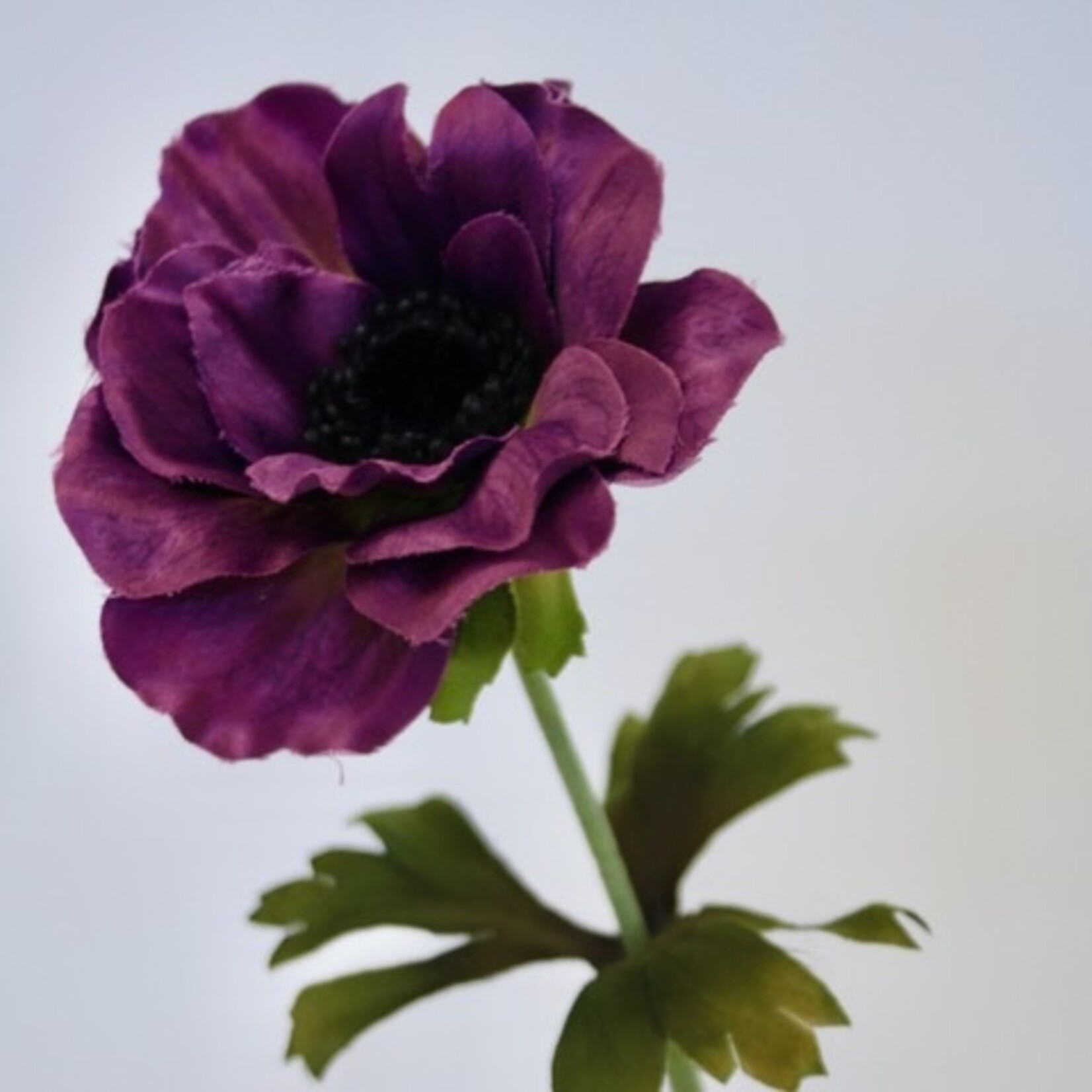 ANEMONE MISTRAL| PURPLE | 35 CM