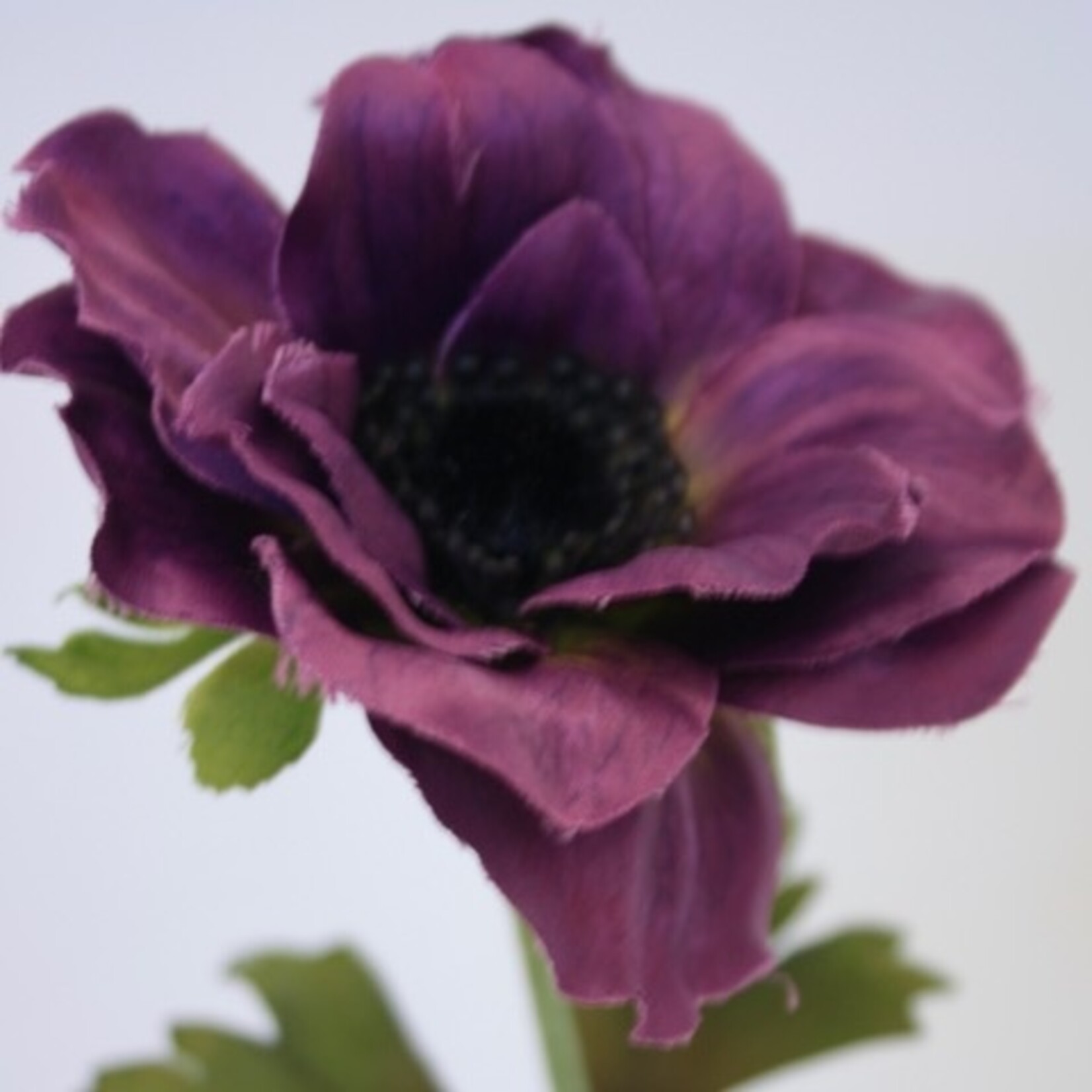 ANEMONE MISTRAL| PURPLE | 35 CM