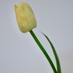 TULIP SHORT | YELLOW | 35 CM