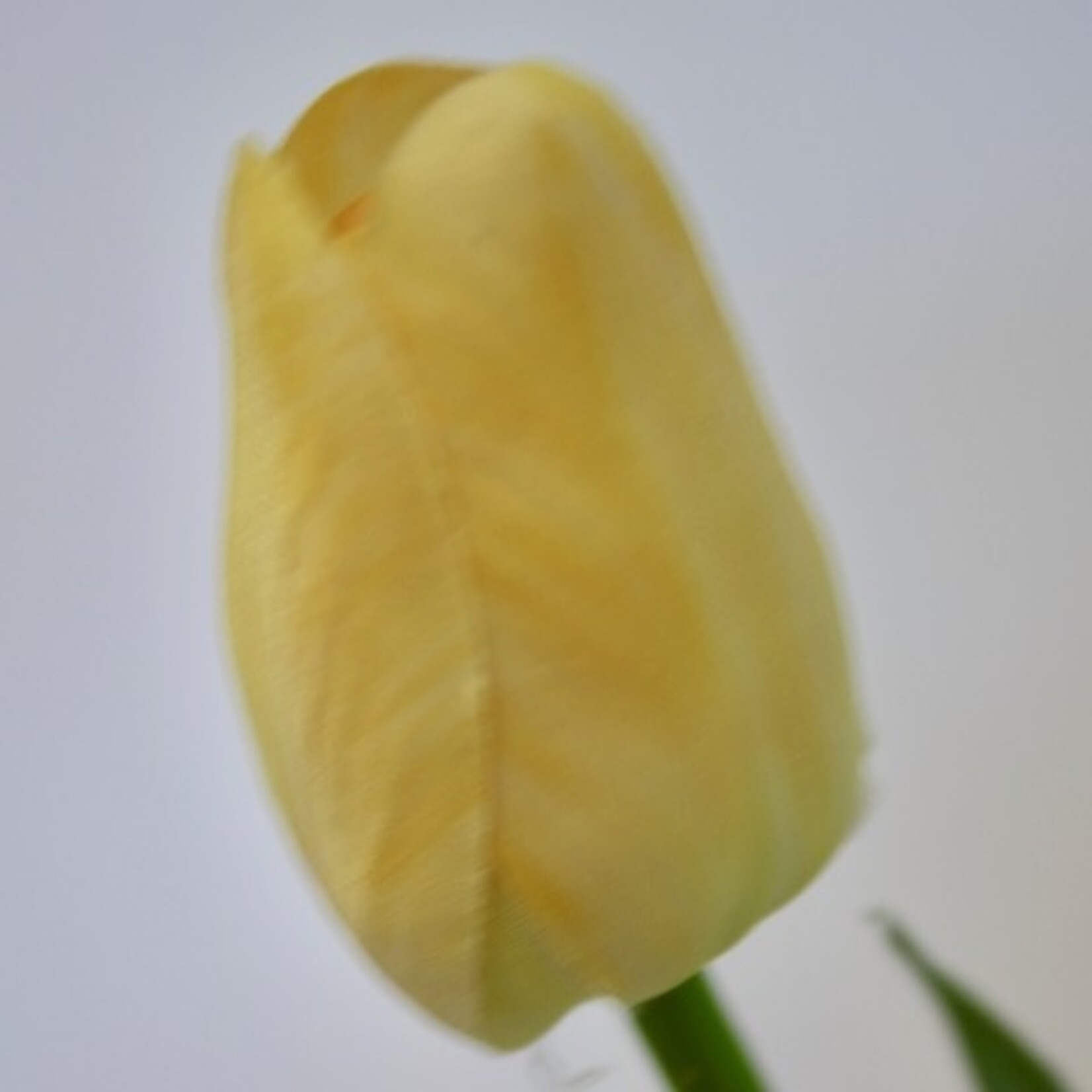 TULIP SHORT | YELLOW | 35 CM