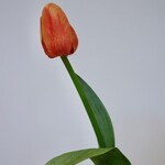 TULP KORT | ORANJE  | 35 CM