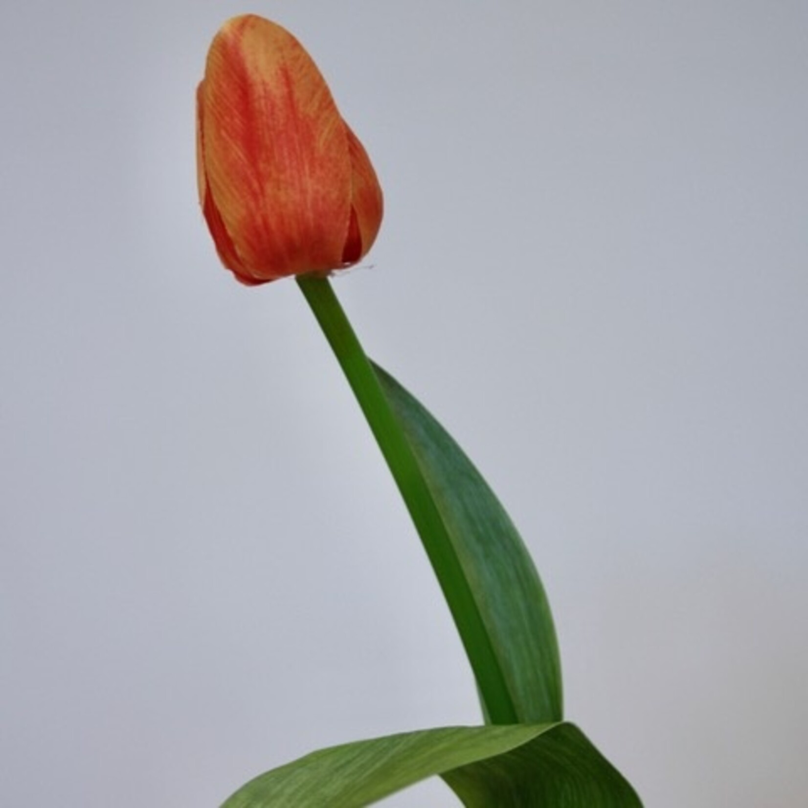 TULIP SHORT | ORANGE | 35 CM