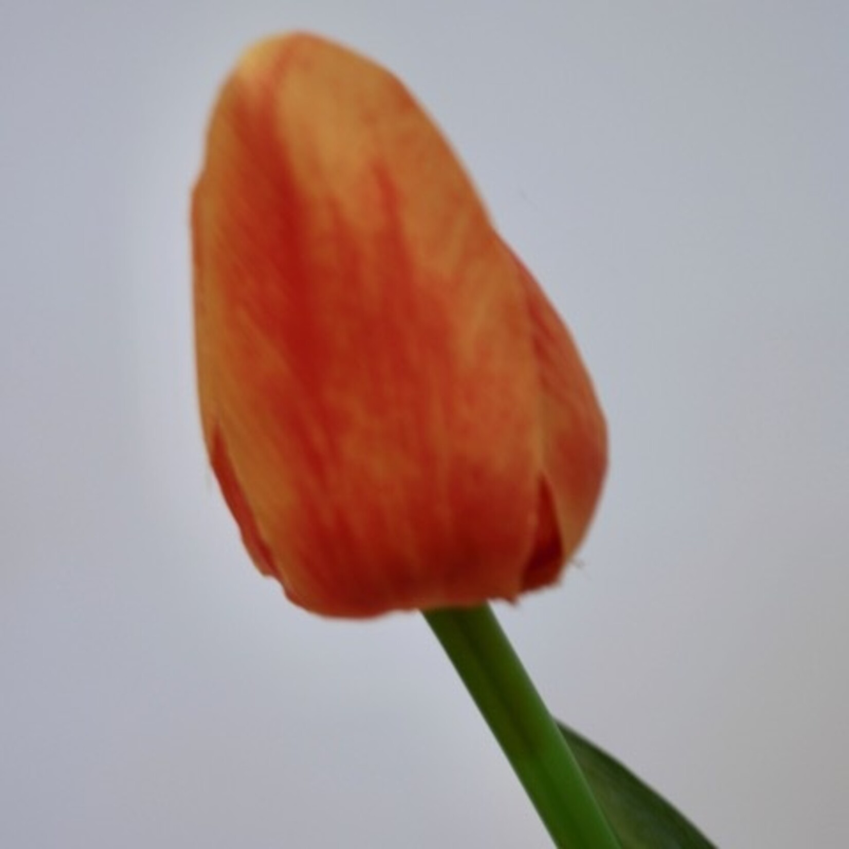 TULP KORT | ORANJE  | 35 CM