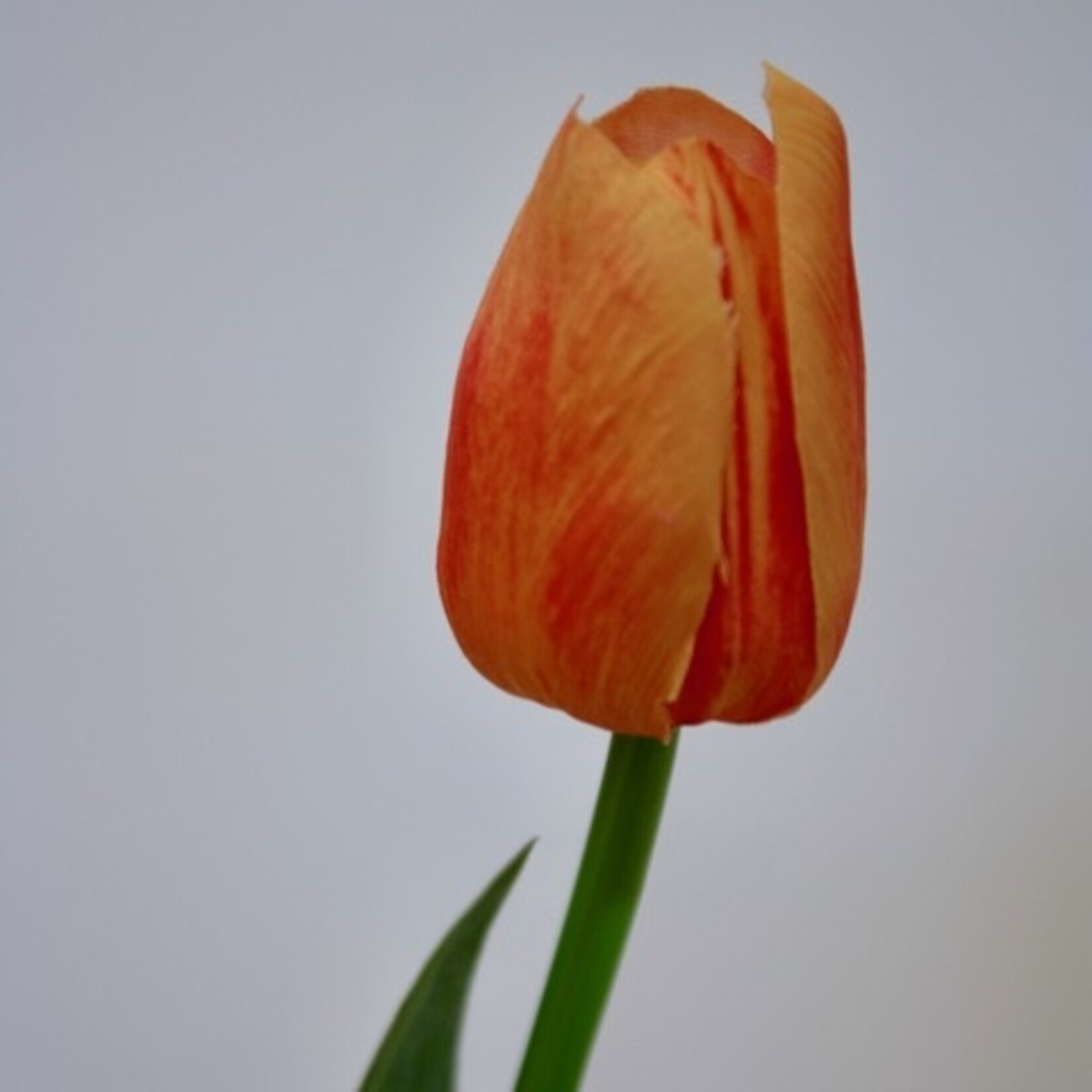 TULP KORT | ORANJE  | 35 CM