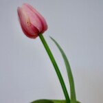 TULIP SHORT | LIGHT PINK | 35 CM