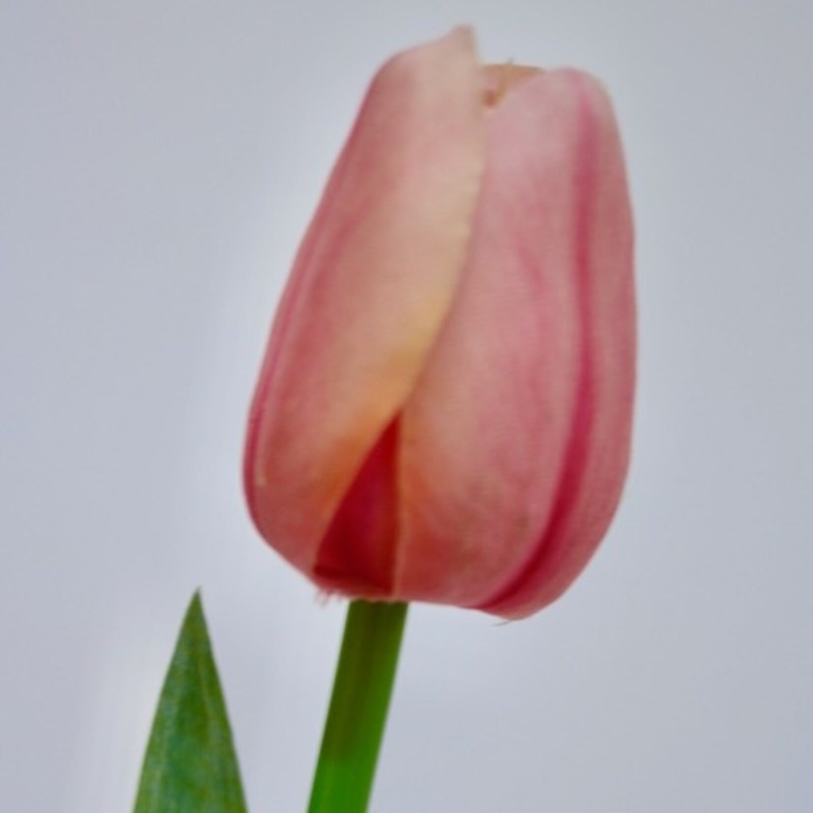 TULIP SHORT | LIGHT PINK | 35 CM