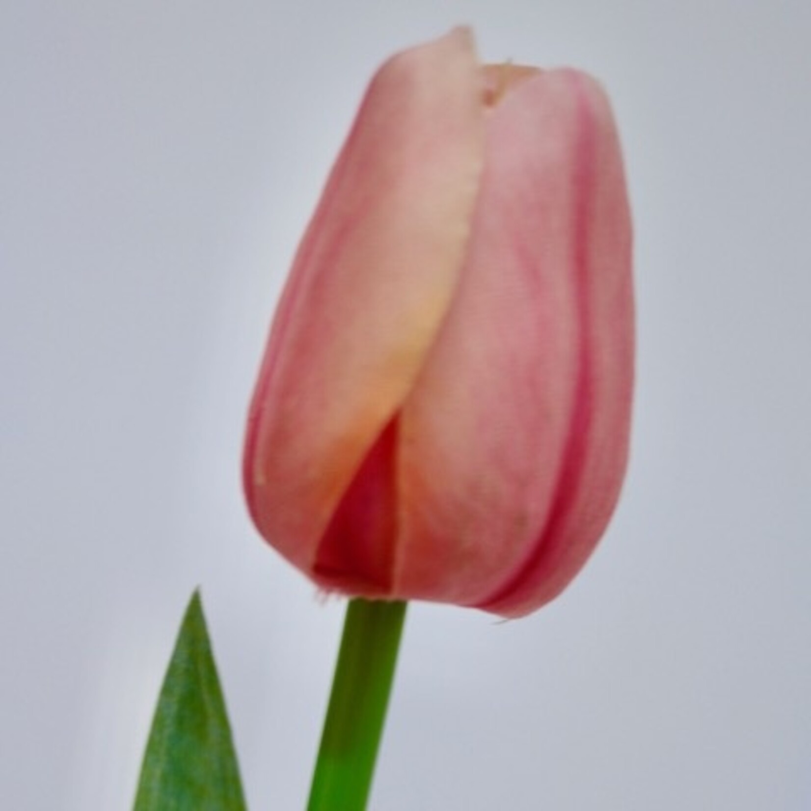 TULP KORT | LICHT ROZE  | 35 CM