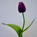 TULIP SHORT | PURPLE | 35 CM
