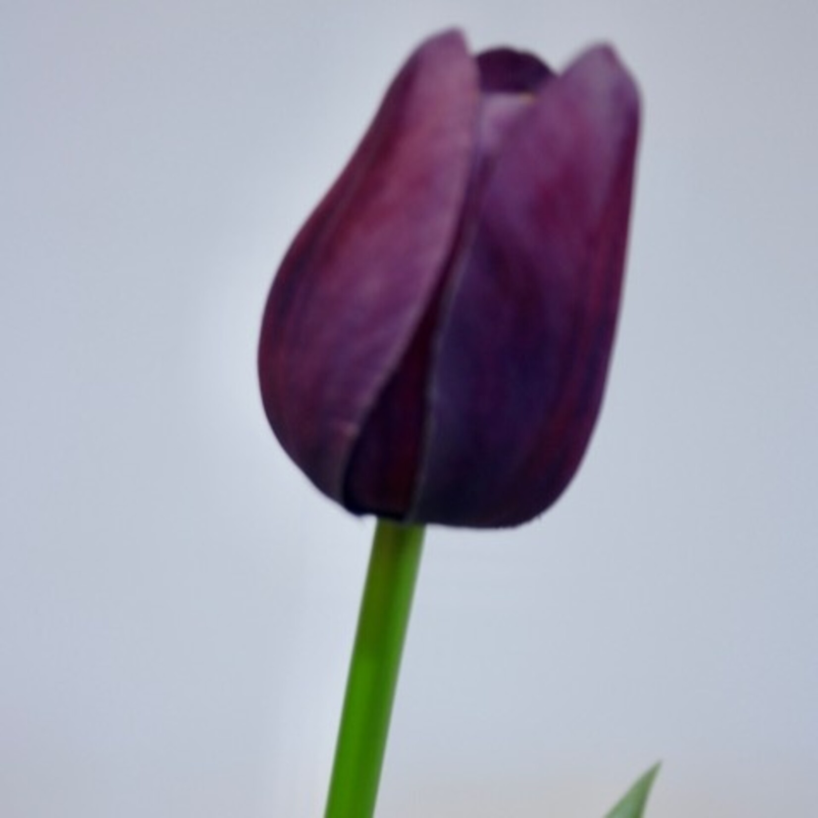 TULIP SHORT | PURPLE | 35 CM