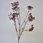 GIPSKRUID | ROZE PAARS | 70 CM