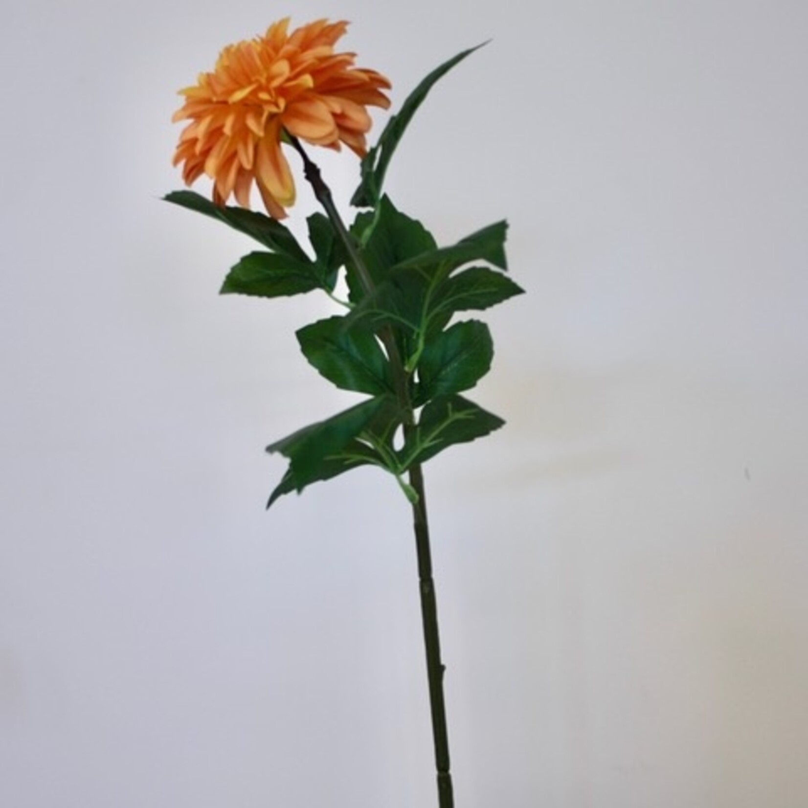 DAHLIA AMERICAN SUNSET  | ORANJE | 70 CM