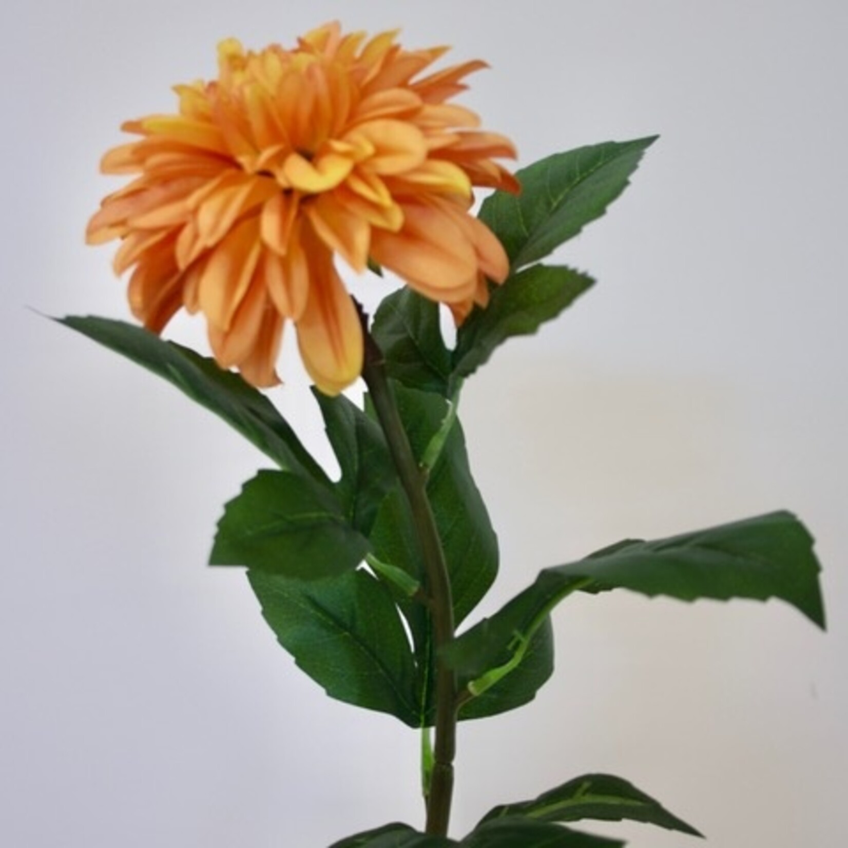 DAHLIA AMERICAN SUNSET  | ORANJE | 70 CM