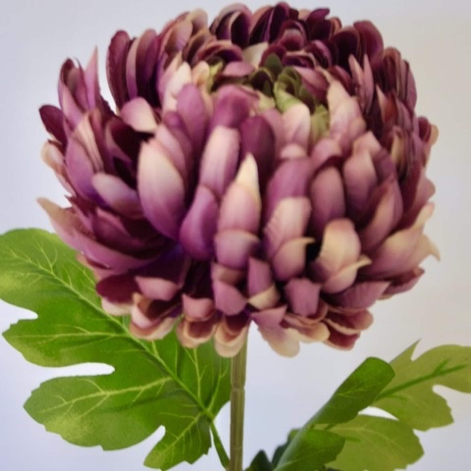 CHRYSANTHEMUM  JUMBO | LILAC | 76 CM