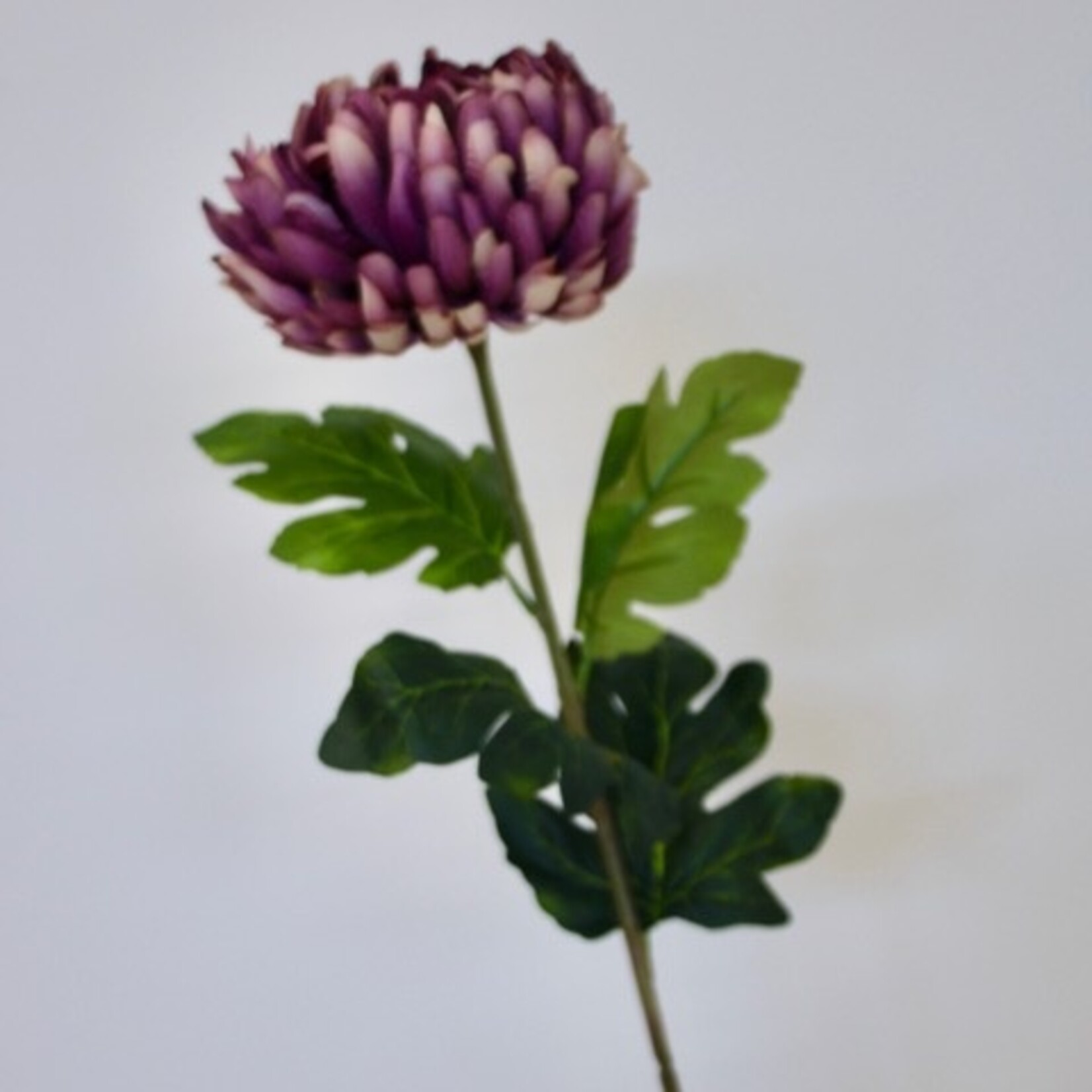 CHRYSANTHEMUM  JUMBO | LILAC | 76 CM