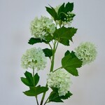 VIBURNUM | GREEN | 80 CM