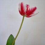 TULP | ROZE WIT | 63 CM