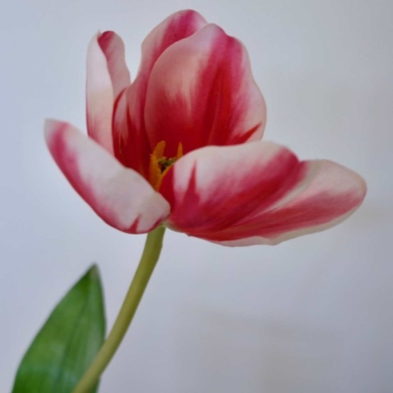 TULP DREAM CLUB  | ROZE | 63 CM