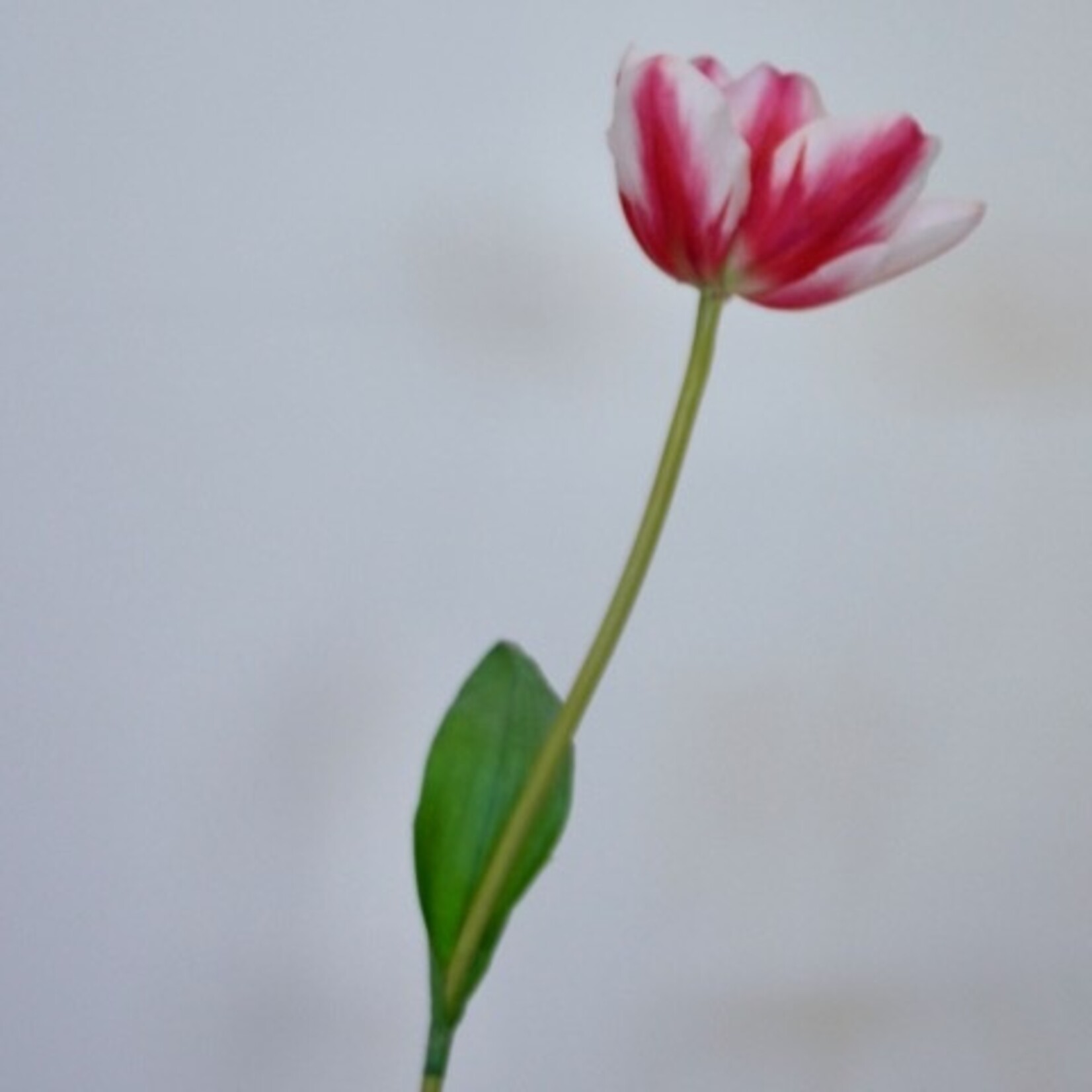TULP DREAM CLUB  | ROZE | 63 CM