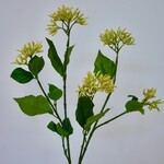 LONICERA | GEEL | 65 CM