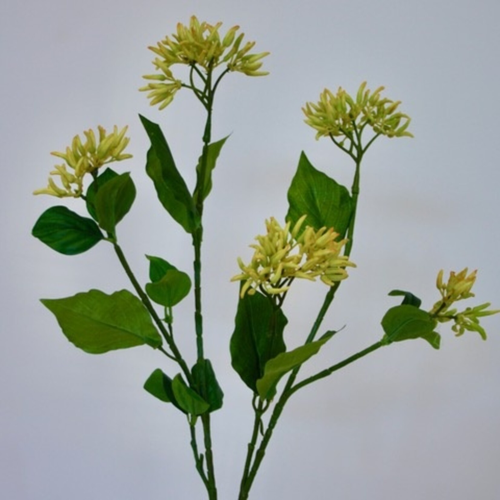 LONICERA TELLMANNIANA | GEEL | 65 CM