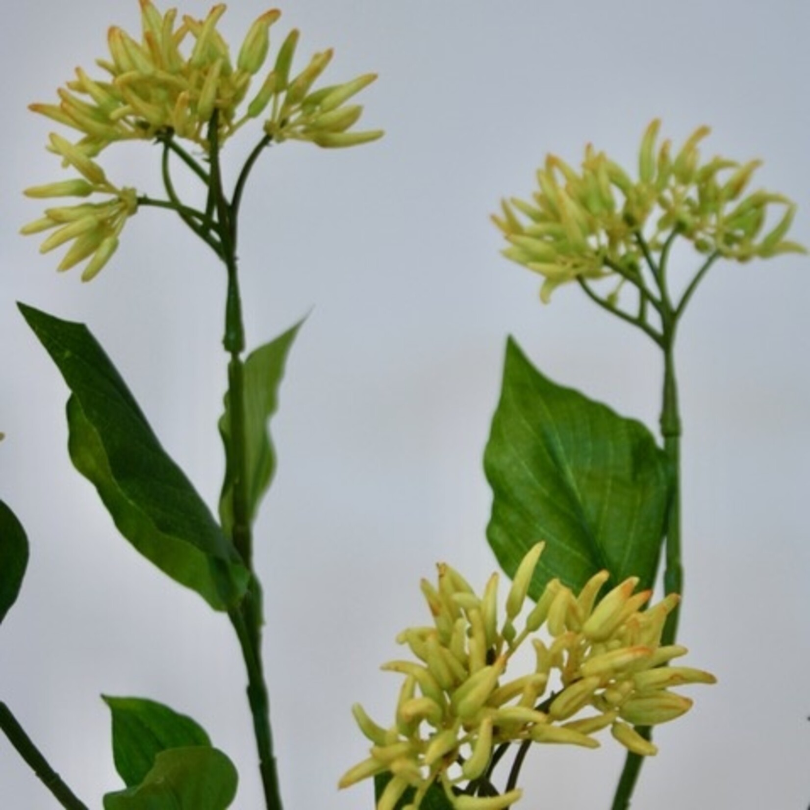LONICERA TELLMANNIANA | GEEL | 65 CM