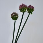 ALLIUM | PAARS | 66 CM