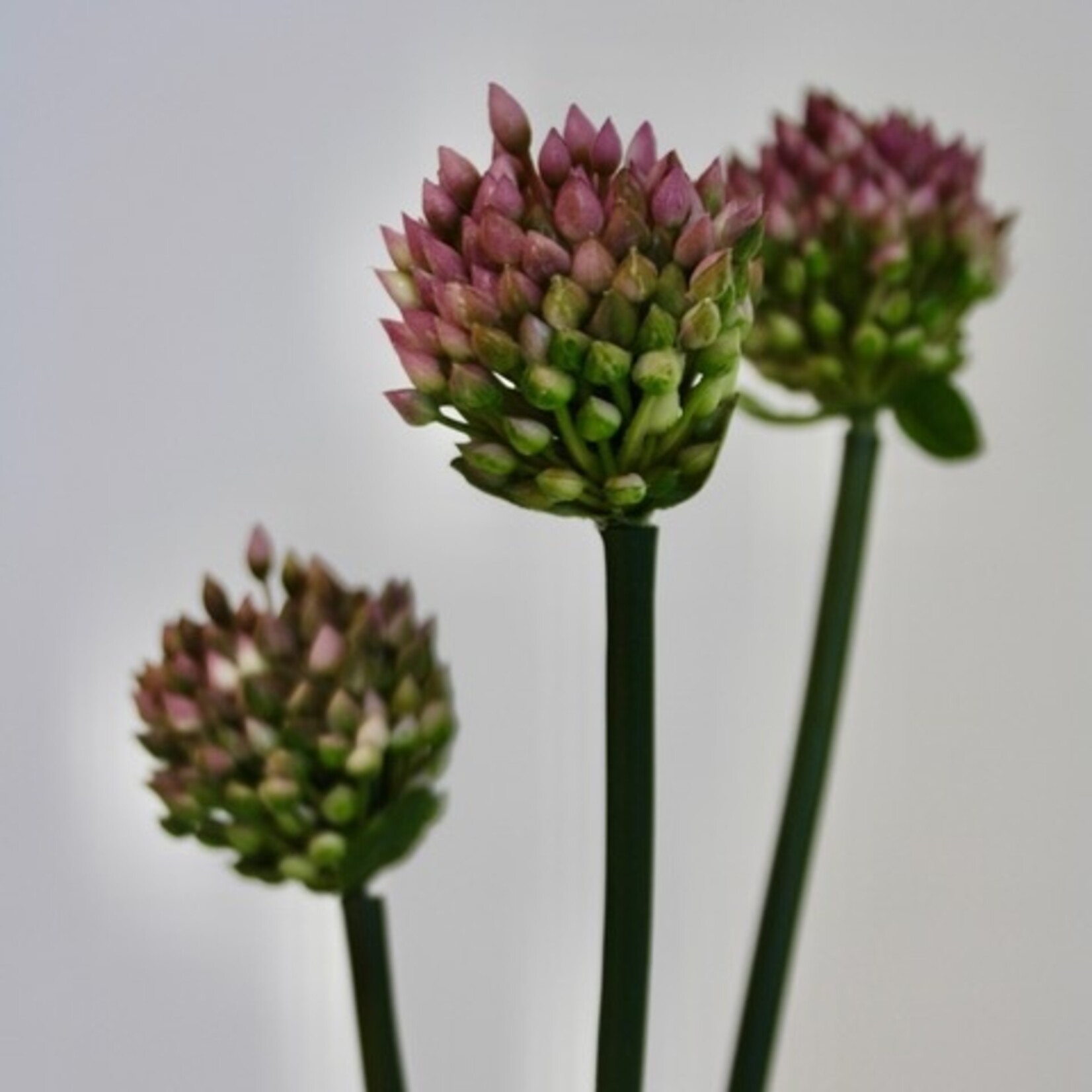 ALLIUM SCHOENOPRASUM | PAARS | 66 CM