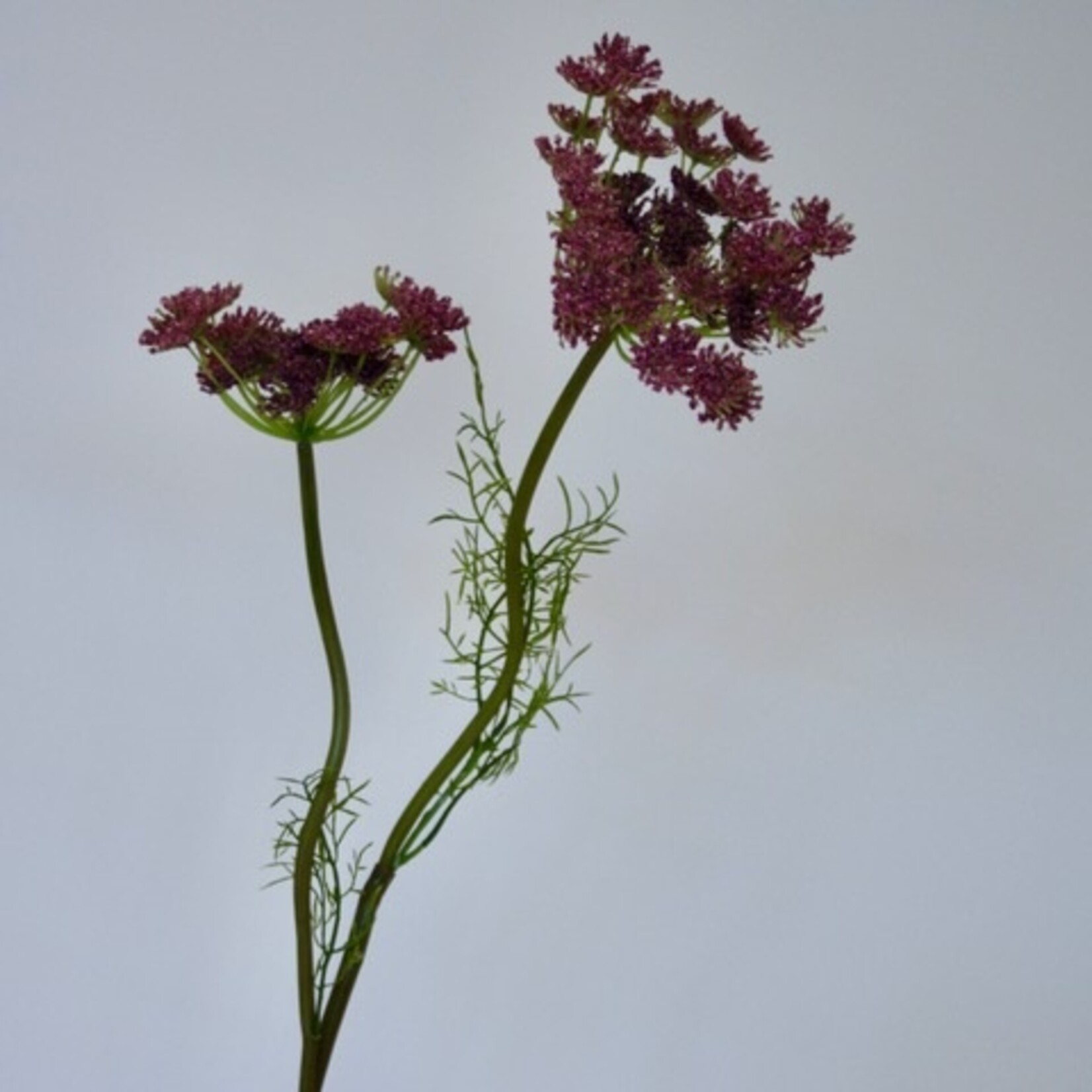 DAUCUS CAROTA | PINK | 95 CM
