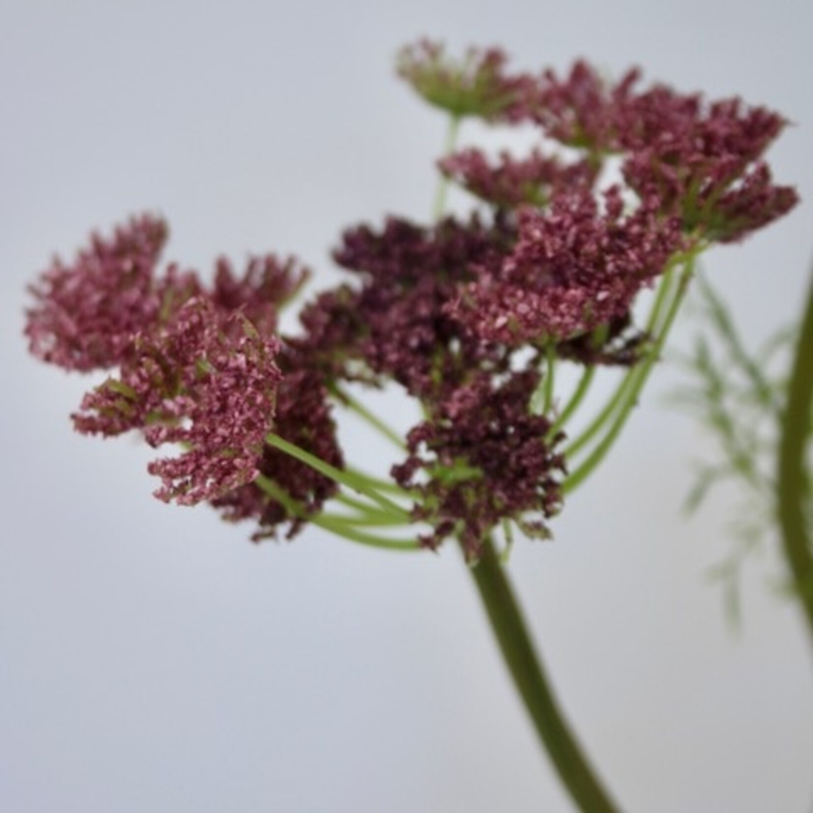 DAUCUS CAROTA | PINK | 95 CM