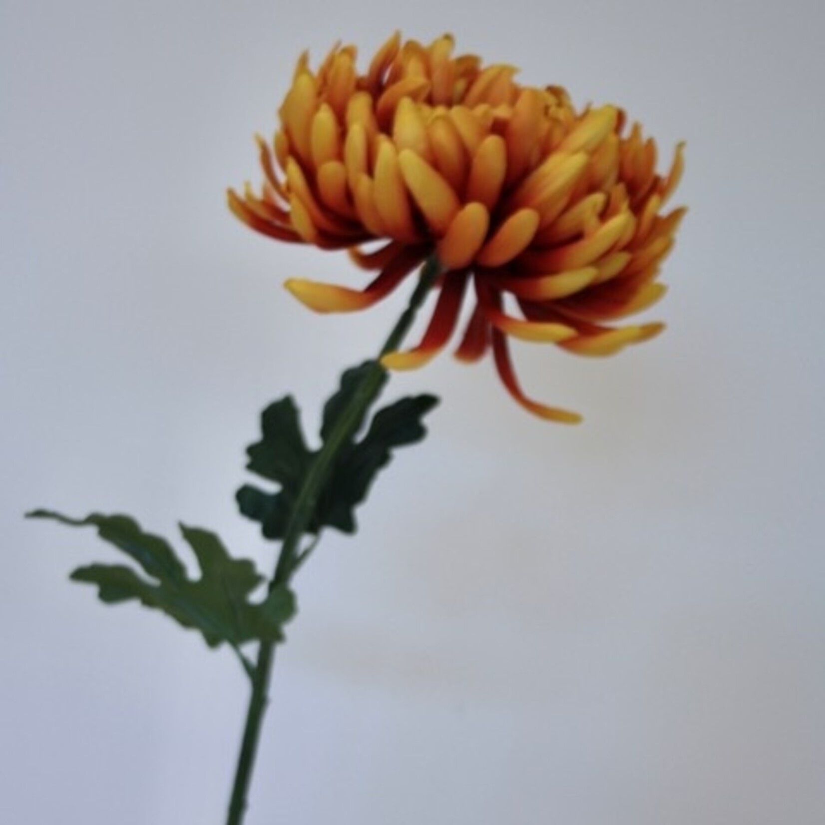 CHRYSANT XL | ORANJE | 80 CM