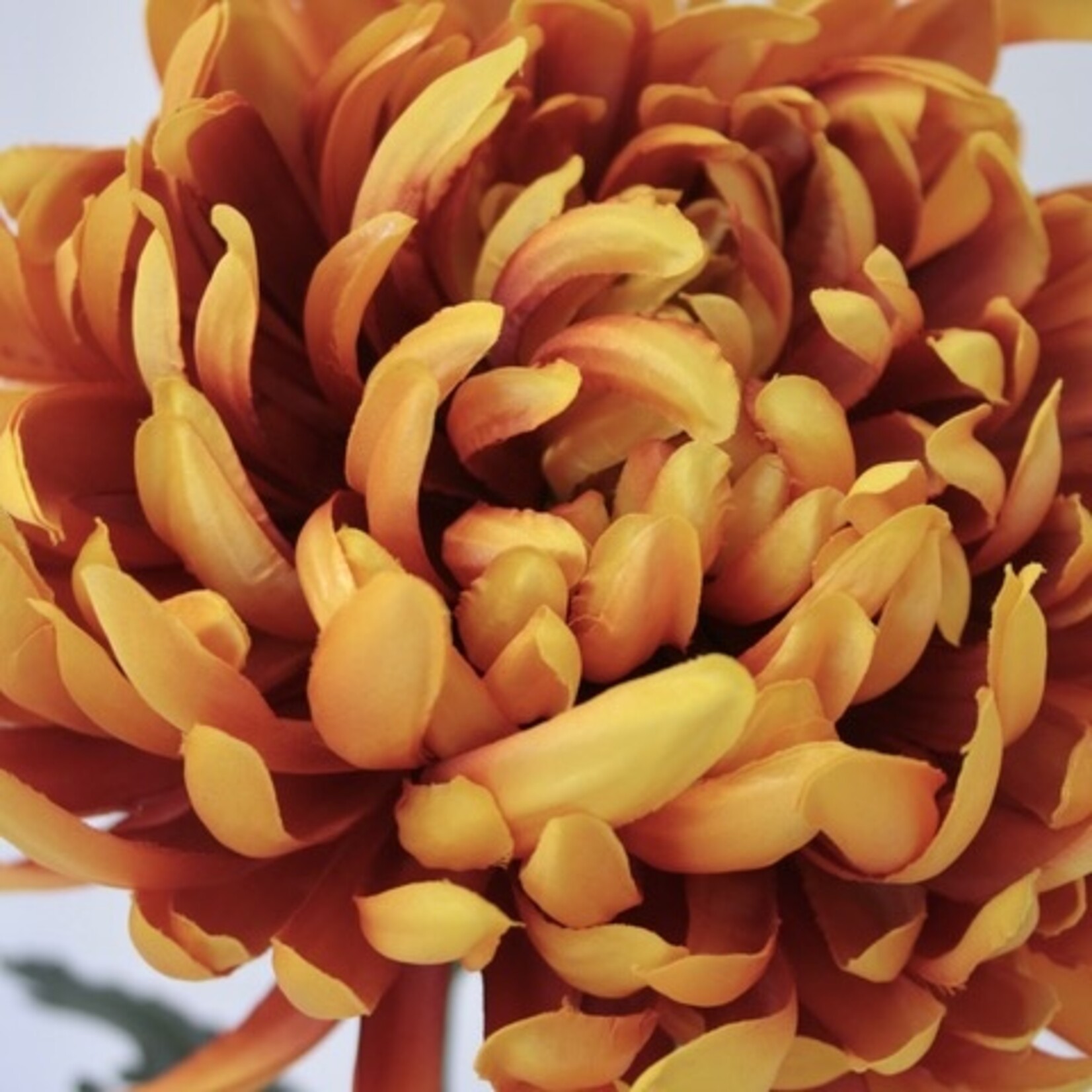 CHRYSANT XL | ORANJE | 80 CM