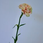 ANJER | PERZIK | 53 CM