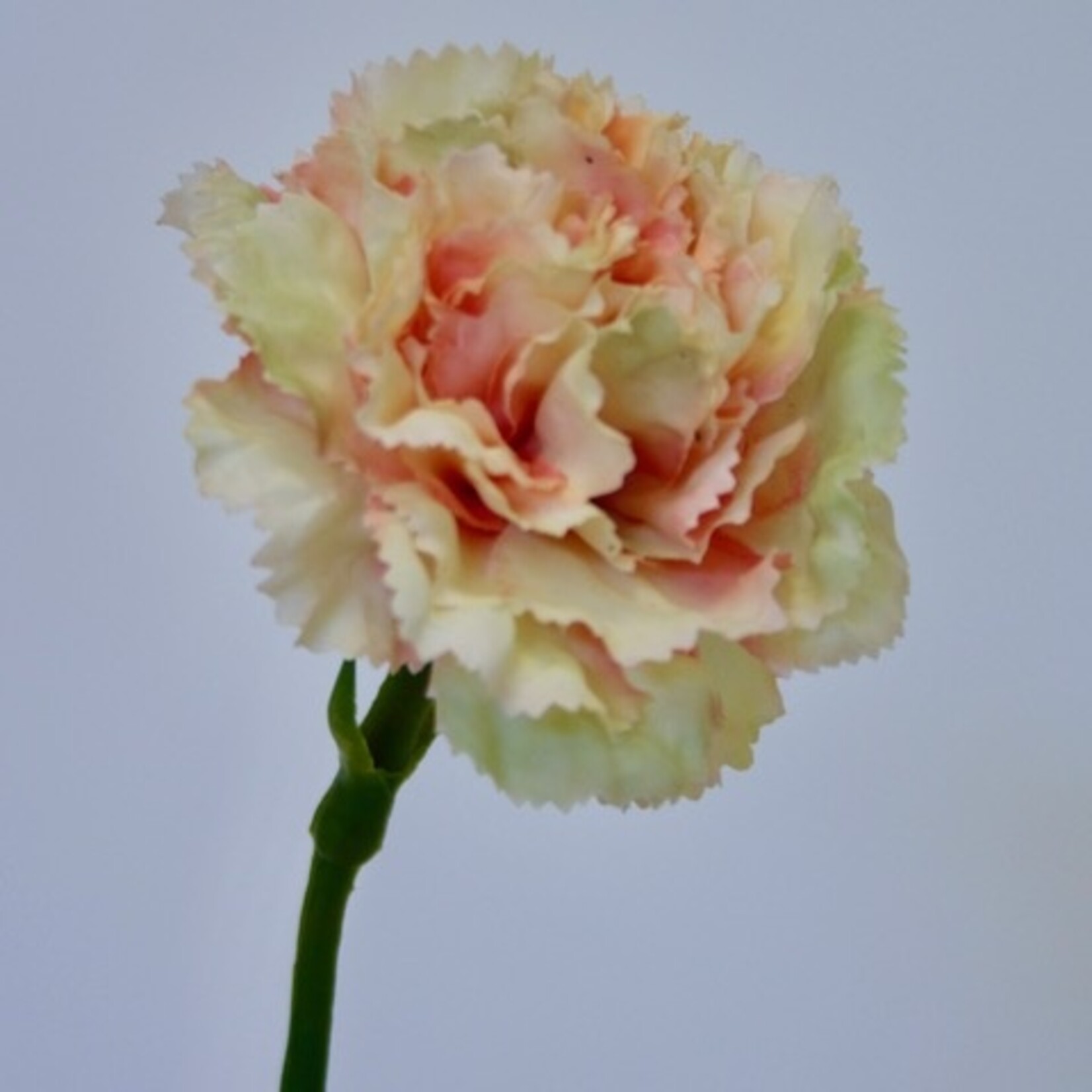 CARNATION| PEACH | 53 CM